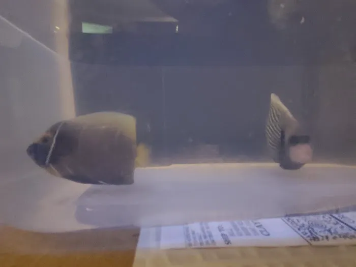 Reef Keepers Aquariums Picture 7