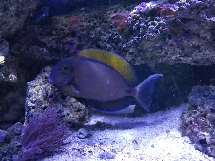 Reef Keepers Aquariums Picture 5