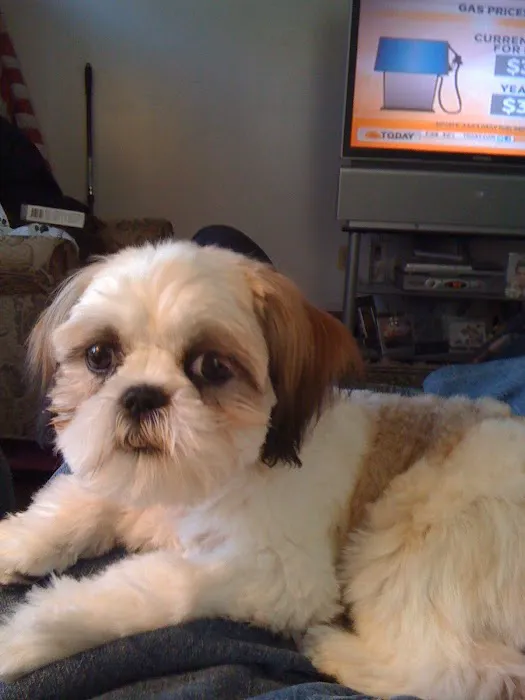 Island Veterinary Services Inc Picture 1