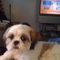 Island Veterinary Services Inc ico