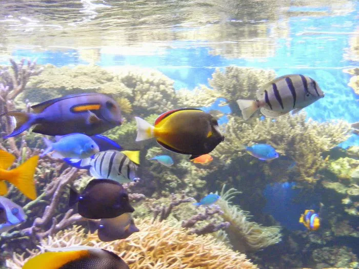 Aquatic Escapes Aquariums Picture 5