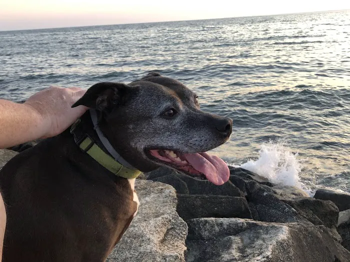 Sakonnet Veterinary Hospital Picture 5