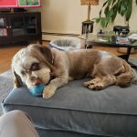 Sakonnet Veterinary Hospital