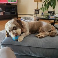 Sakonnet Veterinary Hospital ico