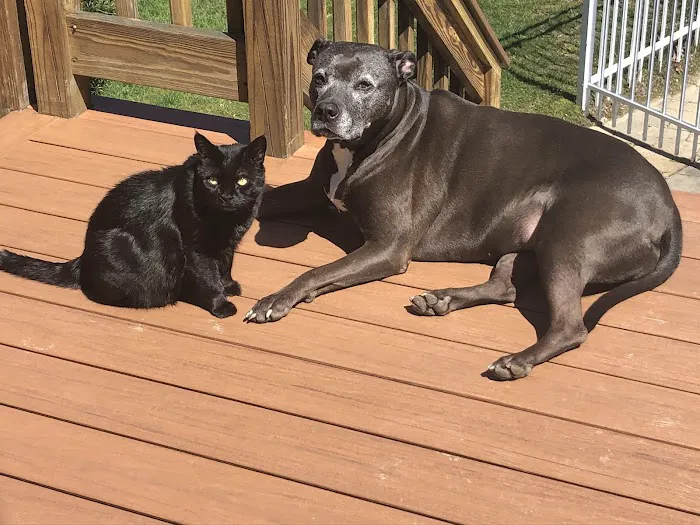 Sakonnet Veterinary Hospital Picture 3