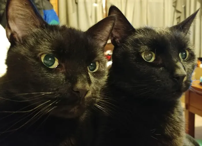 Sakonnet Veterinary Hospital Picture 8