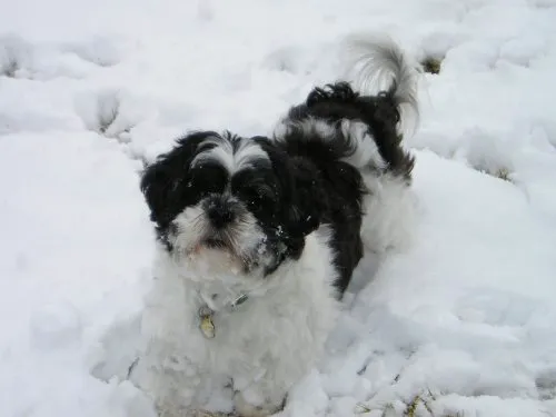 Home Veterinary Care Picture 2