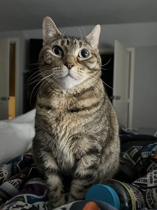 Home Veterinary Care Picture 1