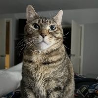 Home Veterinary Care ico