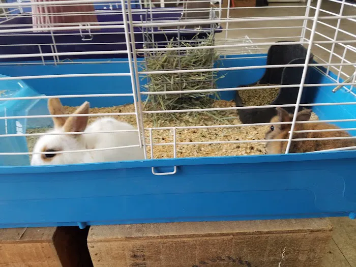 Carolina Town & Country Picture 4