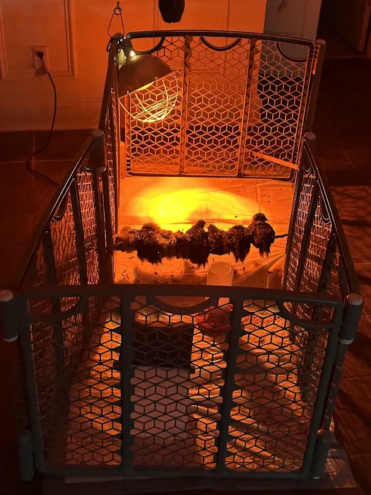 Carolina Town & Country Picture 7