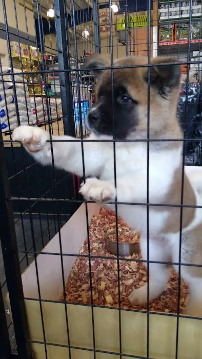 Carolina Town & Country Picture 5