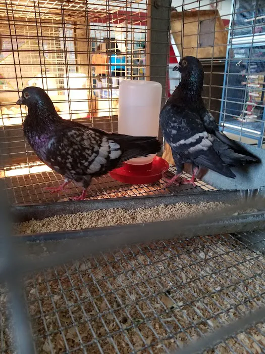 Carolina Town & Country Picture 1