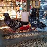 Carolina Town & Country ico