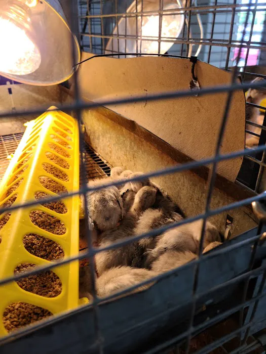 Carolina Town & Country Picture 6