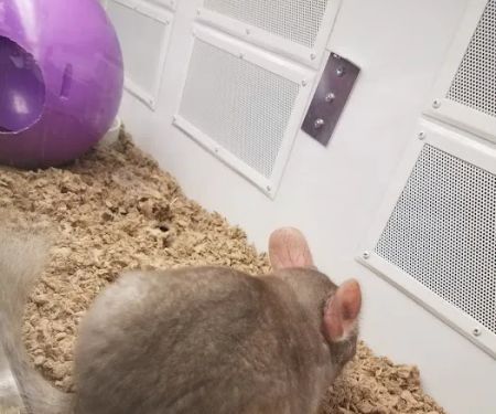 Petco