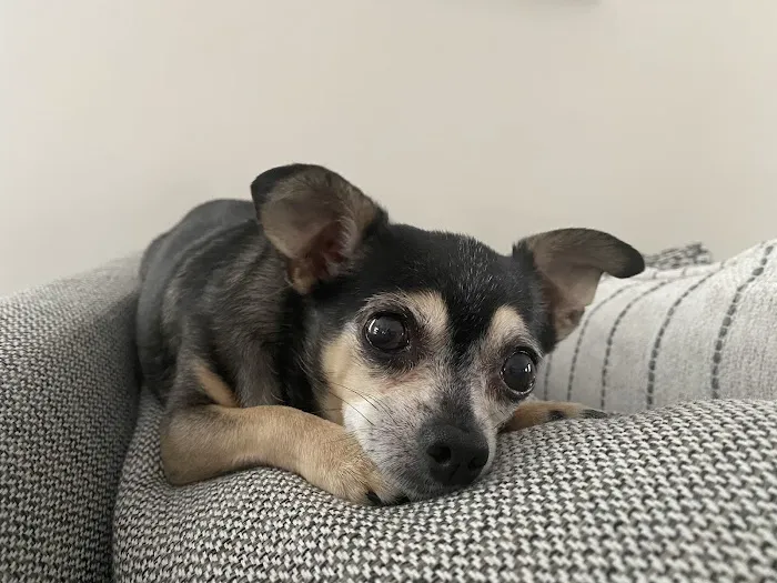 Acoaxet Veterinary Clinic Picture 6