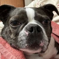 Acoaxet Veterinary Clinic ico