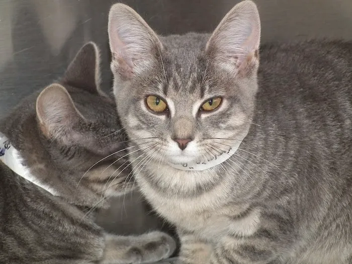 Acoaxet Veterinary Clinic Picture 10