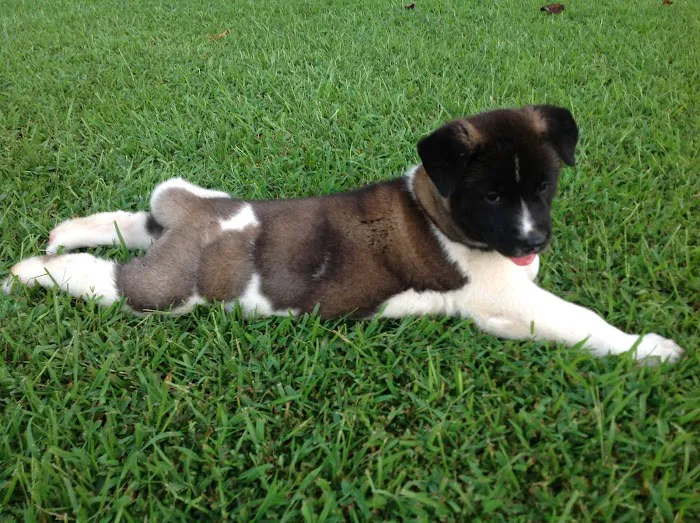 Twin OAK AKITAS Picture 7