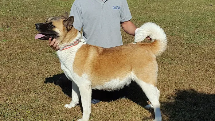 Twin OAK AKITAS Picture 6