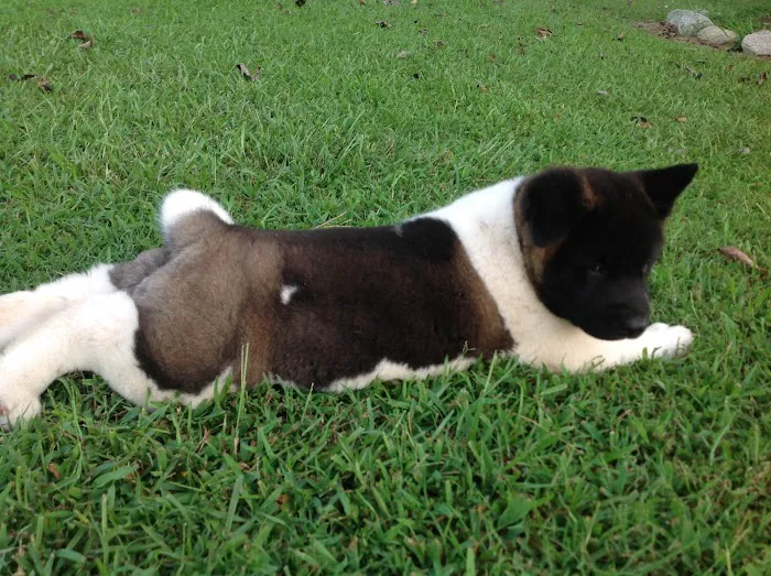 Twin OAK AKITAS Picture 3