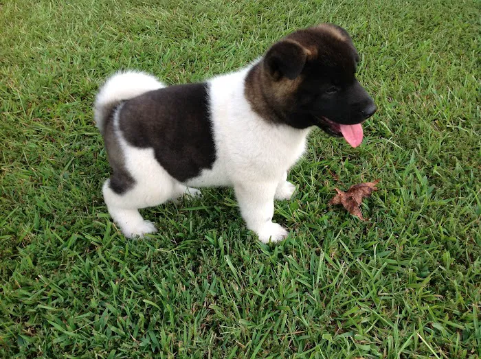 Twin OAK AKITAS Picture 4