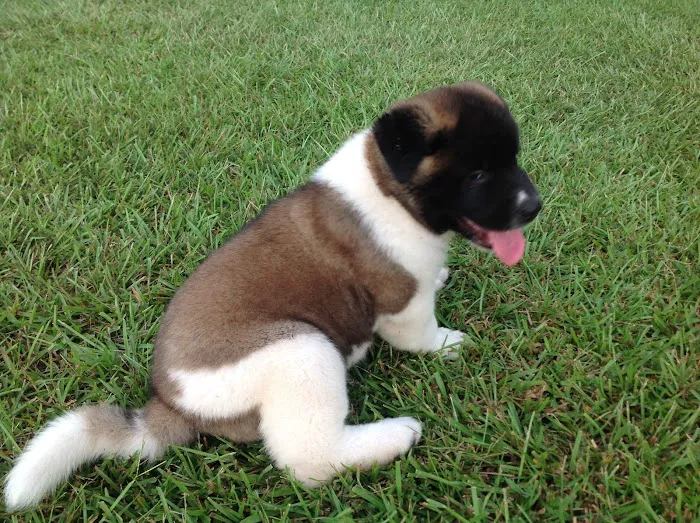 Twin OAK AKITAS Picture 1