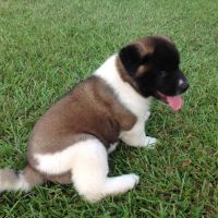Twin OAK AKITAS ico