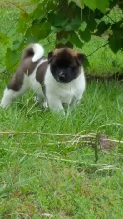 Twin OAK AKITAS Picture 5