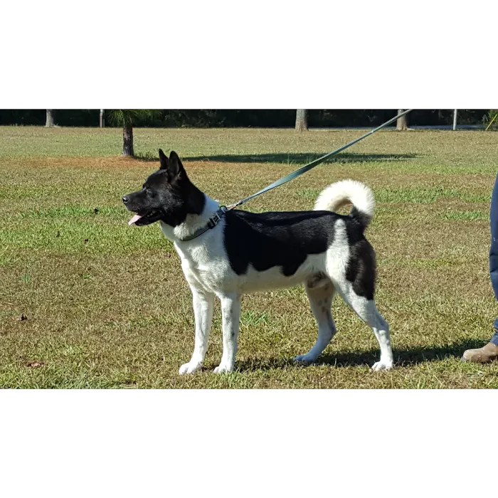 Twin OAK AKITAS Picture 10