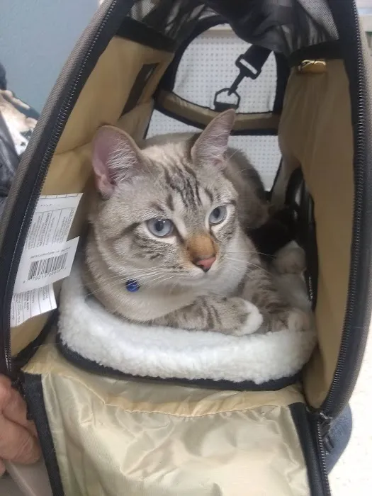 Veterinary Services of Pawtucket Picture 1