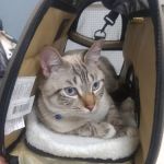 Veterinary Services of Pawtucket