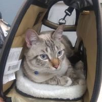 Veterinary Services of Pawtucket ico