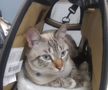 Veterinary Services of Pawtucket