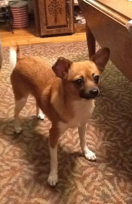 Veterinary Services of Pawtucket Picture 6