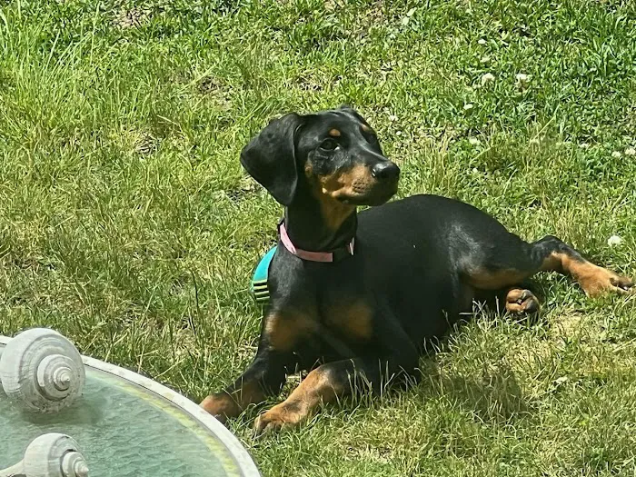 Veterinary Services of Pawtucket Picture 10