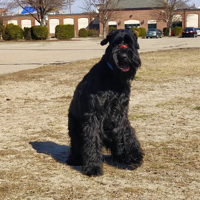 Veterinary Services of Pawtucket Picture 4