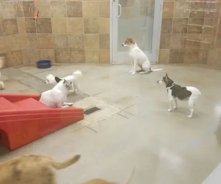 Petco