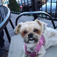 Gansett Animal Hospital ico