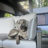 Patty's Puppy Love ico