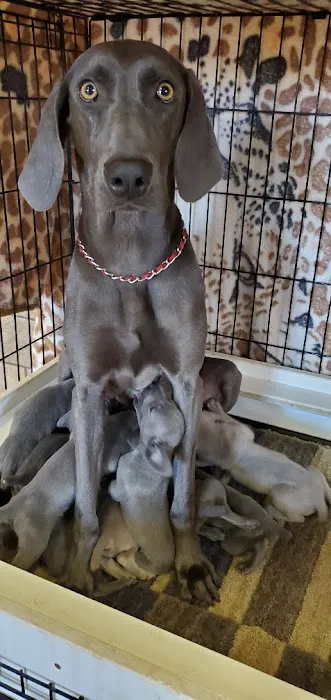 Patty's Puppy Love Picture 9