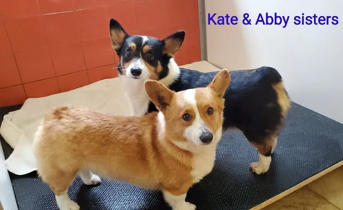 Patty's Puppy Love Picture 5