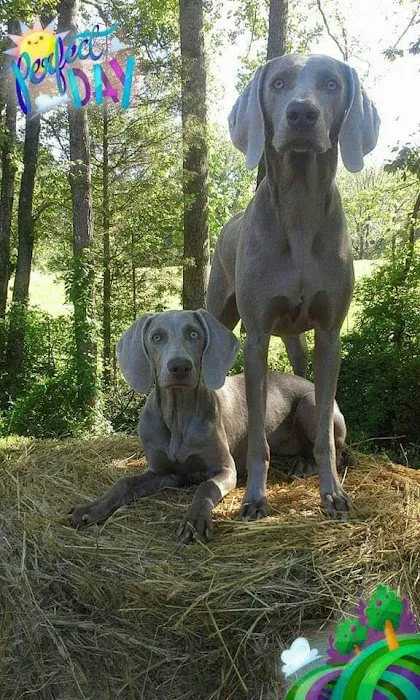 Patty's Puppy Love Picture 10