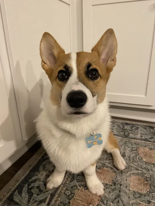 Patty's Puppy Love Picture 4