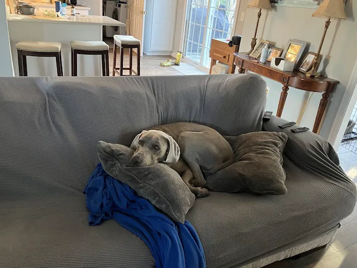 Patty's Puppy Love Picture 2