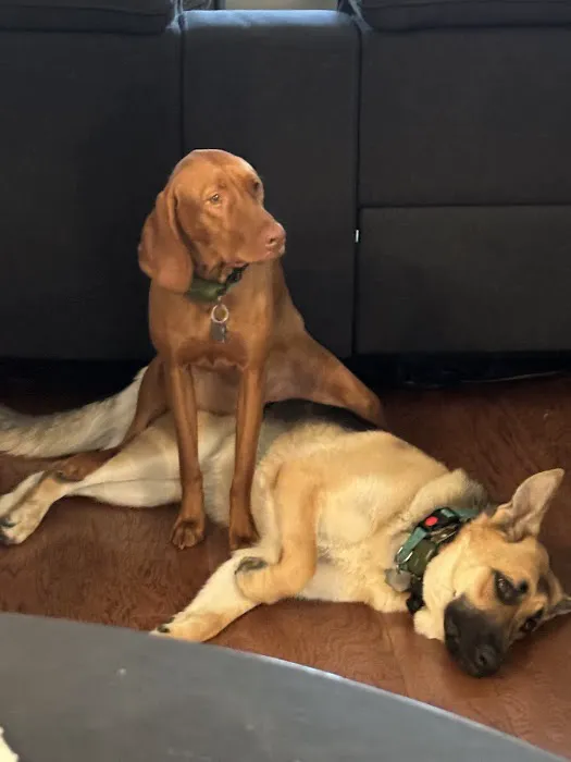 Patty's Puppy Love Picture 8