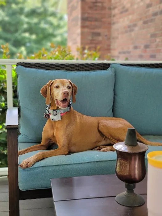 Patty's Puppy Love Picture 3