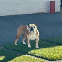 Harbor Animal Hospital ico