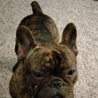 Warren Animal Hospital: Bickford Ilse DVM ico